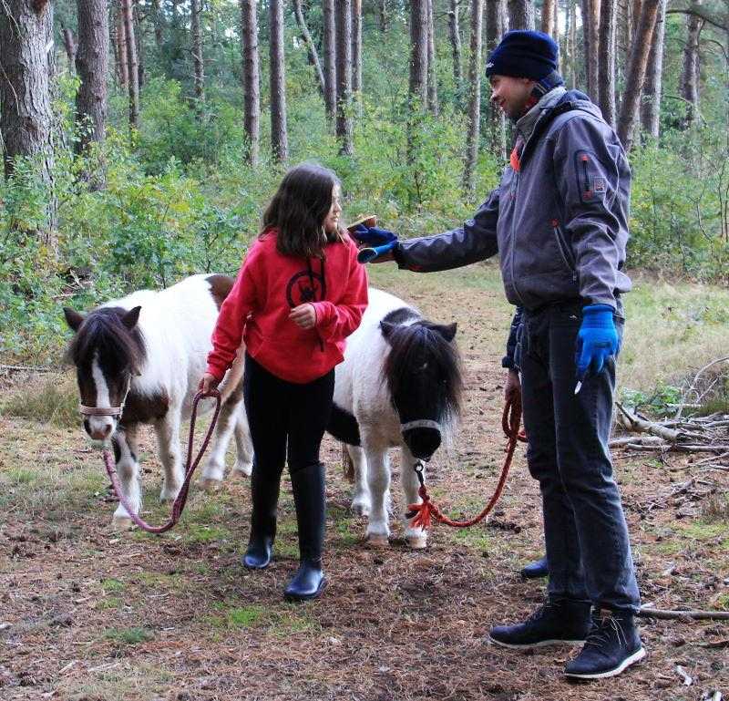 Eine Teilnehmerin führt in ihren Reiterferien Lüneburger Heide zwei kleine Ponys