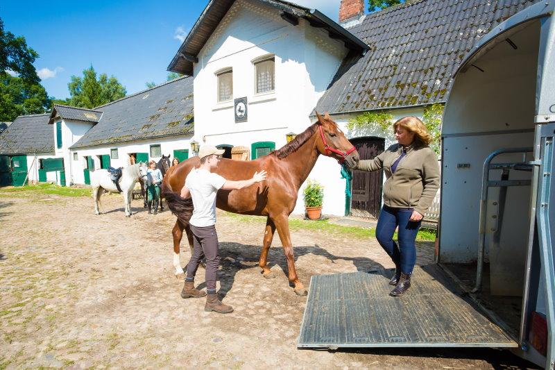 Ein Pferd wird in den Reitferien Lüneburger Heide in einen Transporter verladen