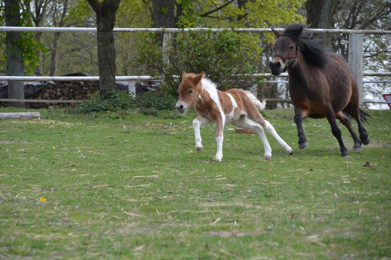 Zwei Fohlen rennen bei Lüneburger Heide Reiterferien auf einer Wiese