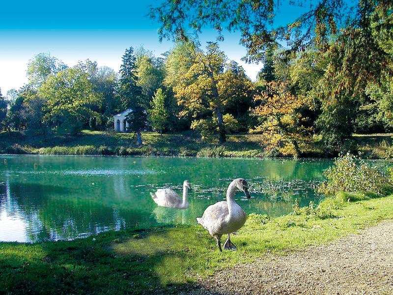 Eine Gans läuft auf Schülersprachreise England aus einem See heraus