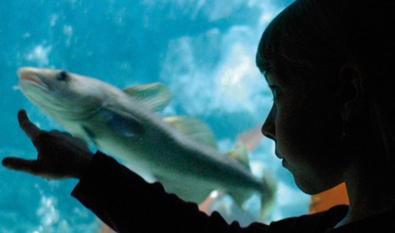 Ein Junge steht vor einer Aquariumscheibe im Ferienprogramm Konstanz