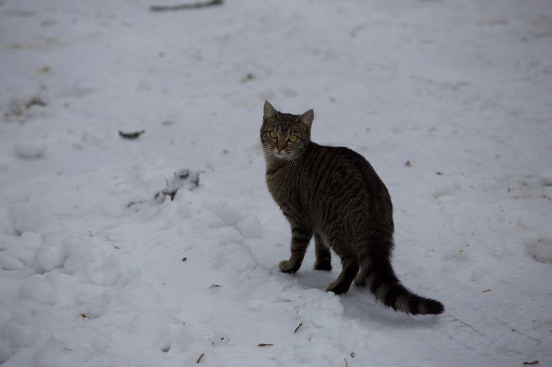 In der Ferienbetreuung laufen Katzen über den Hof