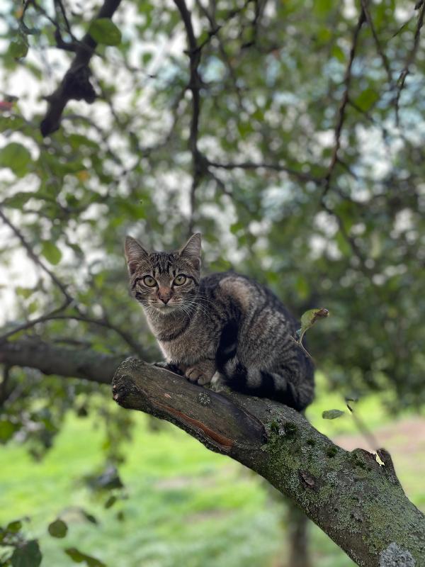Im Ferienprogramm sitzt die Hofkatze auf dem Baum