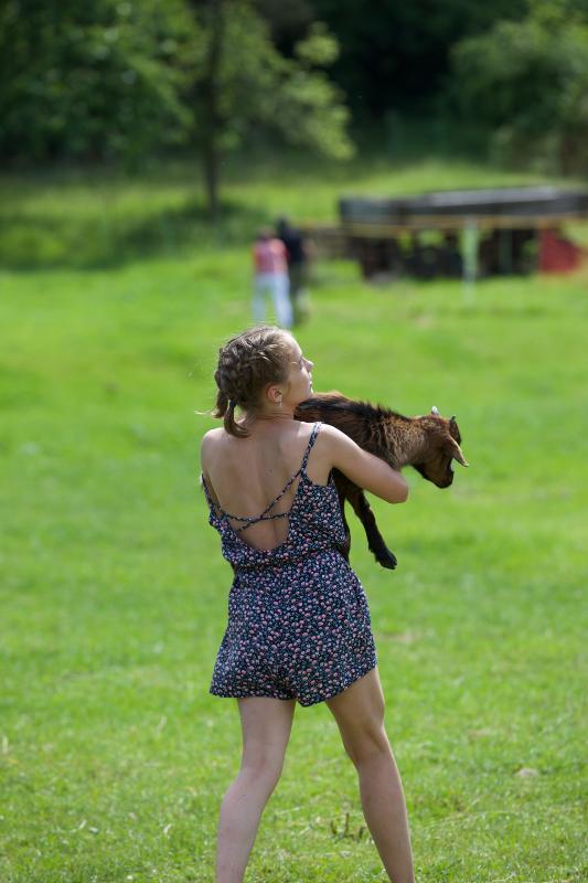 Im Ferienprogramm laufen Schafe übers Feld