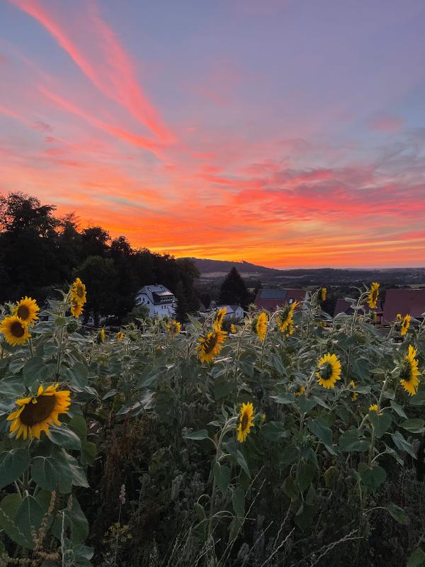 Im Sommerferienprogramm steht ein wunderbares Sonnenblumenfeld
