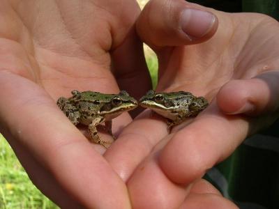 Abenteuer-Wildniscamp bei Nürnberg Pfingsten - Fürth