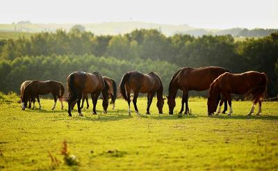 Reiterferien in Tschechien - Liberec