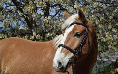 Fortgeschrittenen-Reitferien im Bayerischen Wald Sommer