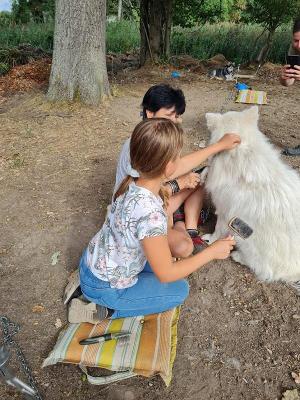 Abenteuer-Huskycamp bei Cottbus Sommer - Lausitz