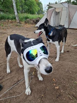 Abenteuer-Huskycamp bei Berlin Winter - Juvigo