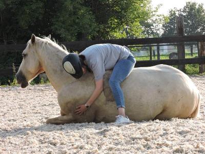 Paardenkamp Antwerpen Zomervakantie - Antwerpen