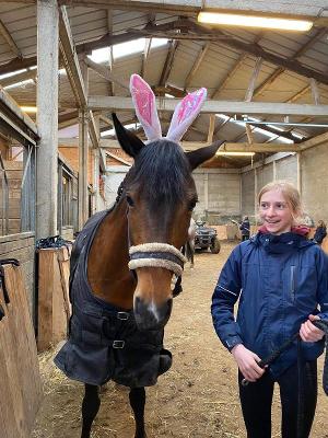 Ponygewenning Dagkamp Ronse Zomervakantie - Ronse