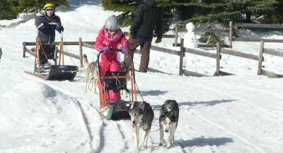 Colonie Musher et Chiens de Traîneaux à Font Romeu - Pyrénées-Orientales