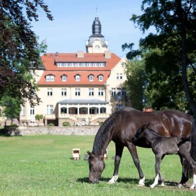 Sommer-Reiterferien in Wendorf - Ostsee
