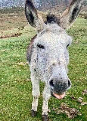 Campamento Multiaventura con Animales en Asturias - Quirós