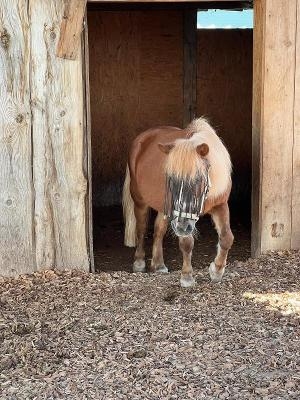Kinder-Kurzreiterferien Oettingen Frühjahr