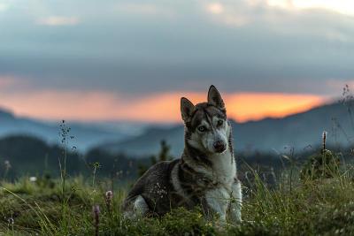 Husky-Pfingstcamp im Allgäu - Allgäuer Alpen