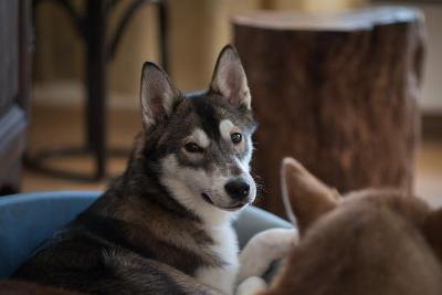 Husky-Sommercamp im Allgäu - Allgäuer Alpen
