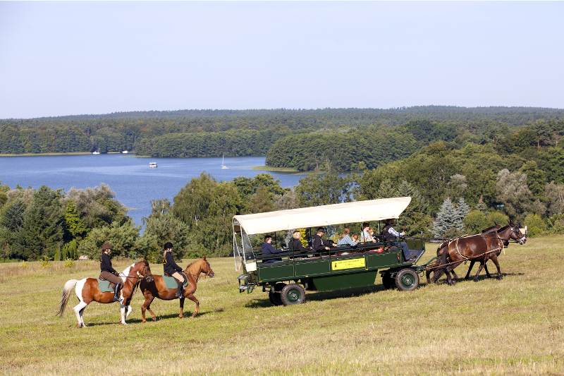 Kinder und Jugendliche fahren mit einer Pferdekutsche durch die Landschaft im Feriencamp Brandenburg