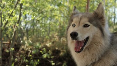 huskeycamp-lausitz-hund-froehlich.jpg