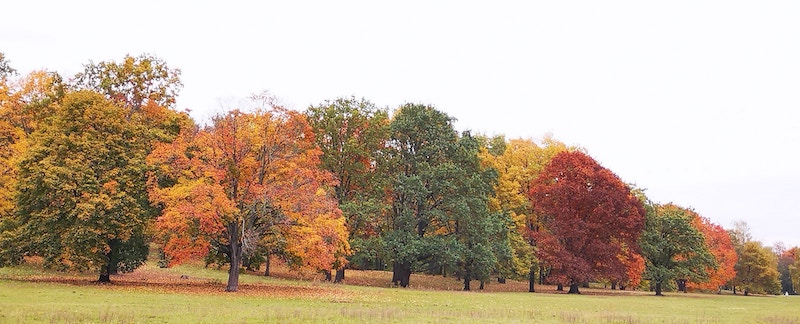 herbstliche Bäume während der Herbstferien Berlin
