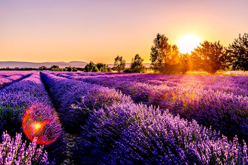 Schönste region Frankreich: Provence und Lavendelfelder