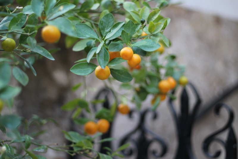 Orangenbaum in der Region Spanien, Valencia